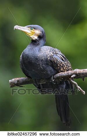 "Great Black Cormorant (Phalacrocorax carbo), Stuttgart, Baden-Wuerttemberg, Germany, Europe" View Large Photo Image Stock Photograph - "Great Black Cormorant (Phalacrocorax carbo), Stuttgart, Baden-Wuerttemberg, Germany, Europe". Fotosearch