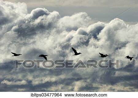 "Great Black Cormorants (Phalacrocorax carbo) in flight, Point Pelee Nationalpark, Lake Erie, Ontario Province, Canada, North America" View Large Photo Image Picture - "Great Black Cormorants (Phalacrocorax carbo) in flight, Point Pelee Nationalpark, Lake Erie, Ontario Province, Canada, North America". Fotosearch