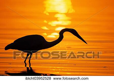 Stock Photo - "Great blue heron (Ardea herodias) at sunset, Everglades National Park, Florida, United States, North America". Fotosearch