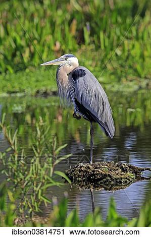 "Great Blue Heron (Ardea herodias), in breeding plumage, Venice Rookery, Florida, USA" View Large Photo Image Stock Image - "Great Blue Heron (Ardea herodias), in breeding plumage, Venice Rookery, Florida, USA". Fotosearch