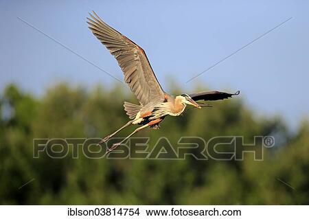 "Great Blue Heron (Ardea herodias), adult in breeding plumage, flying, nest material, Venice Rookery, Florida, USA" View Large Photo Image Picture - "Great Blue Heron (Ardea herodias), adult in breeding plumage, flying, nest material, Venice Rookery, Florida, USA". Fotosearch