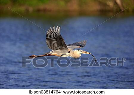 "Great Blue Heron (Ardea herodias), adult in breeding plumage, flying with nesting material, Venice Rookery, Florida, USA" View Large Photo Image Picture - "Great Blue Heron (Ardea herodias), adult in breeding plumage, flying with nesting material, Venice Rookery, Florida, USA". Fotosearch