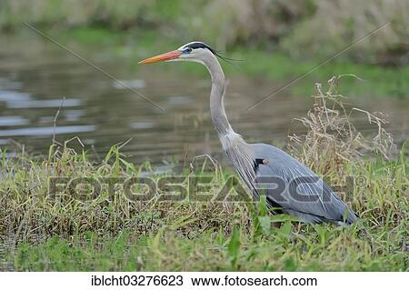 "Great Blue Heron (Ardea herodias), Myakka River State Park, Florida, United States, North America" View Large Photo Image Stock Image - "Great Blue Heron (Ardea herodias), Myakka River State Park, Florida, United States, North America". Fotosearch