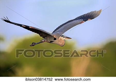 "Great Blue Heron (Ardea herodias), adult in breeding plumage, flying, Venice Rookery, Florida, USA" View Large Photo Image Stock Image - "Great Blue Heron (Ardea herodias), adult in breeding plumage, flying, Venice Rookery, Florida, USA". Fotosearch