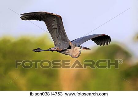 "Great Blue Heron (Ardea herodias), adult in breeding plumage, flying, Venice Rookery, Florida, USA" View Large Photo Image Stock Image - "Great Blue Heron (Ardea herodias), adult in breeding plumage, flying, Venice Rookery, Florida, USA". Fotosearch