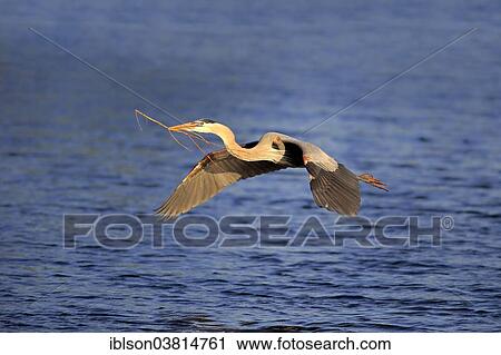 "Great Blue Heron (Ardea herodias), adult in breeding plumage, flying with nesting material, Venice Rookery, Florida, USA" View Large Photo Image Stock Image - "Great Blue Heron (Ardea herodias), adult in breeding plumage, flying with nesting material, Venice Rookery, Florida, USA". Fotosearch