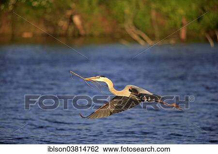 "Great Blue Heron (Ardea herodias), adult in breeding plumage, flying with nesting material, Venice Rookery, Florida, USA" View Large Photo Image Stock Image - "Great Blue Heron (Ardea herodias), adult in breeding plumage, flying with nesting material, Venice Rookery, Florida, USA". Fotosearch