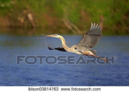 Stock Image - "Great Blue Heron (Ardea herodias), adult in breeding plumage, flying with nesting material, Venice Rookery, Florida, USA". Fotosearch
