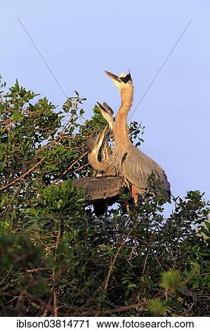 Stock Image - "Great Blue Heron (Ardea herodias) begging young in the nest, Venice Rookery, Florida, USA". Fotosearch