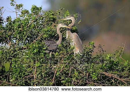 Stock Image - "Great Blue Heron (Ardea herodias), adult and subadult, at nest, Venice Rookery, Florida, USA". Fotosearch