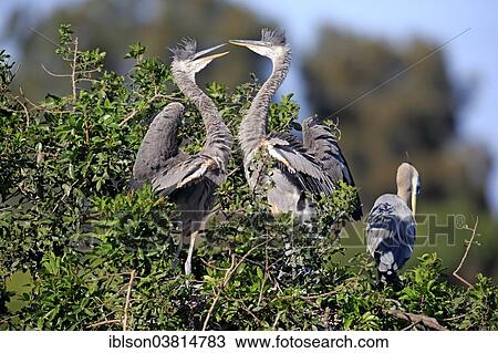 Stock Image - "Great Blue Heron (Ardea herodias), subadult, at nest, Venice Rookery, Florida, USA". Fotosearch