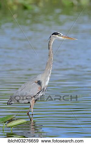 "Great Blue Heron (Ardea herodias), Everglades-Nationalpark, Florida, United States, North America" View Large Photo Image Stock Photo - "Great Blue Heron (Ardea herodias), Everglades-Nationalpark, Florida, United States, North America". Fotosearch