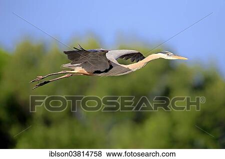 "Great Blue Heron (Ardea herodias), adult in breeding plumage, flying, Venice Rookery, Florida, USA" View Large Photo Image Stock Photo - "Great Blue Heron (Ardea herodias), adult in breeding plumage, flying, Venice Rookery, Florida, USA". Fotosearch