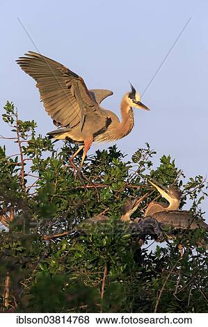 "Great Blue Heron (Ardea herodias) adult and begging young in the nest, Venice Rookery, Florida, USA" View Large Photo Image Stock Photo - "Great Blue Heron (Ardea herodias) adult and begging young in the nest, Venice Rookery, Florida, USA". Fotosearch