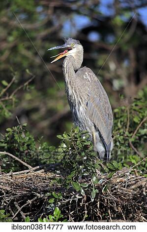 Stock Photo - "Great Blue Heron (Ardea herodias), subadult, with open beak, Venice Rookery, Florida, USA". Fotosearch