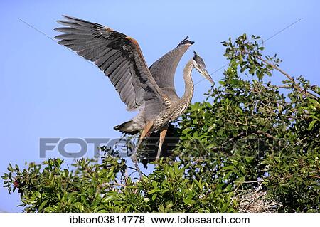 "Great Blue Heron (Ardea herodias), subadult, spreading wings on tree, Venice Rookery, Florida, USA" View Large Photo Image Stock Photo - "Great Blue Heron (Ardea herodias), subadult, spreading wings on tree, Venice Rookery, Florida, USA". Fotosearch