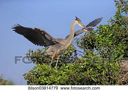 "Great Blue Heron (Ardea herodias), subadult, spreading wings on tree, Venice Rookery, Florida, USA" View Large Photo Image Stock Photo - "Great Blue Heron (Ardea herodias), subadult, spreading wings on tree, Venice Rookery, Florida, USA". Fotosearch