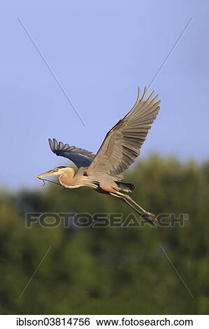 "Great Blue Heron (Ardea herodias), adult in breeding plumage, flying with nesting material, Venice Rookery, Florida, USA" View Large Photo Image Stock Photograph - "Great Blue Heron (Ardea herodias), adult in breeding plumage, flying with nesting material, Venice Rookery, Florida, USA". Fotosearch