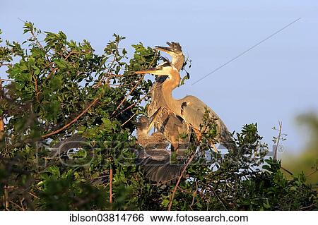 Stock Photograph - "Great Blue Heron (Ardea herodias), young at nest, Venice Rookery, Florida, USA". Fotosearch