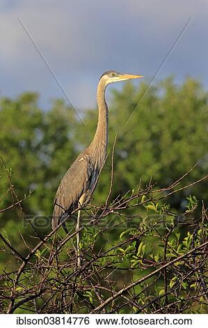 Stock Photograph - "Great Blue Heron (Ardea herodias), subadult, Venice Rookery, Florida, USA". Fotosearch