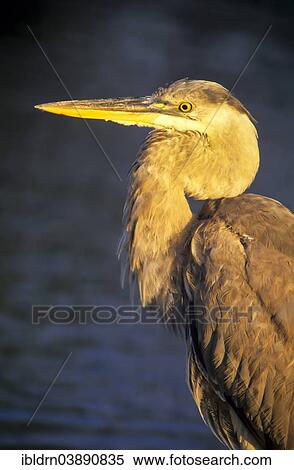 "Great Blue Heron (Ardea herodias), Nine Mile Pond, Florida, USA" View Large Photo Image Stock Photography - "Great Blue Heron (Ardea herodias), Nine Mile Pond, Florida, USA". Fotosearch