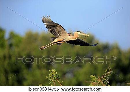 Stock Photography - "Great Blue Heron (Ardea herodias), adult in breeding plumage, flying, nest material, Venice Rookery, Florida, USA". Fotosearch