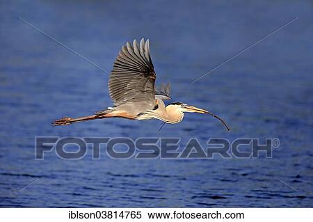 "Great Blue Heron (Ardea herodias), adult in breeding plumage, flying with nesting material, Venice Rookery, Florida, USA" View Large Photo Image Stock Photography - "Great Blue Heron (Ardea herodias), adult in breeding plumage, flying with nesting material, Venice Rookery, Florida, USA". Fotosearch