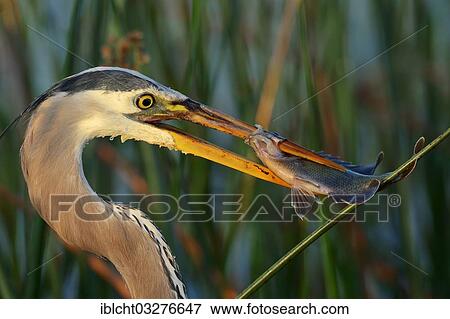 Stock Photo - "Great Blue Heron (Ardea herodias) with a caught fish, Florida, United States, North America". Fotosearch