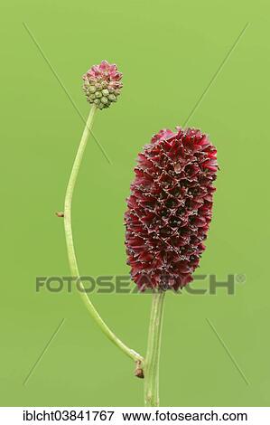 Stock Photo - "Great Burnet (Sanguisorba officinalis), inflorescence, North Rhine-Westphalia, Germany, Europe". Fotosearch