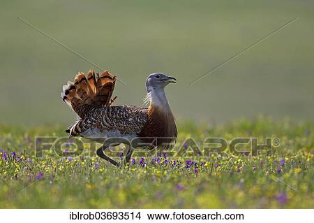 "Great Bustard (Otis tarda), displaying male, Extremadura, Spain, Europe" View Large Photo Image Picture - "Great Bustard (Otis tarda), displaying male, Extremadura, Spain, Europe". Fotosearch