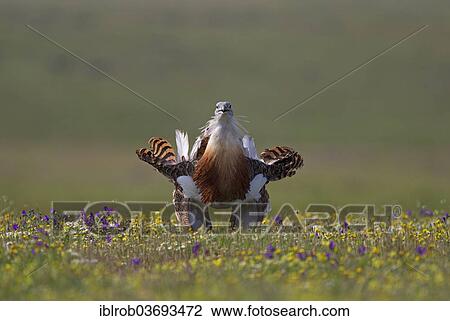 "Great Bustard (Otis tarda), displaying male, Extremadura, Spain, Europe" View Large Photo Image Stock Image - "Great Bustard (Otis tarda), displaying male, Extremadura, Spain, Europe". Fotosearch