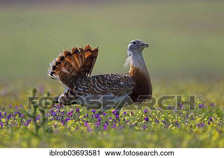 "Great Bustard (Otis tarda), displaying male, Extremadura, Spain, Europe" View Large Photo Image Stock Image - "Great Bustard (Otis tarda), displaying male, Extremadura, Spain, Europe". Fotosearch