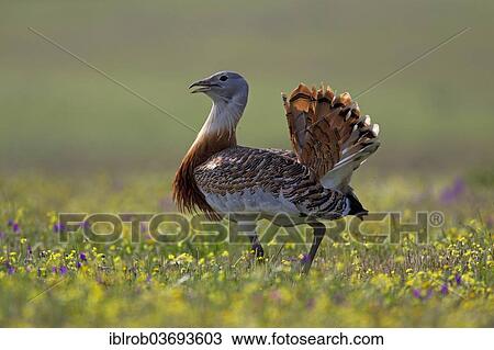 "Great Bustard (Otis tarda), displaying male, Extremadura, Spain, Europe" View Large Photo Image Stock Image - "Great Bustard (Otis tarda), displaying male, Extremadura, Spain, Europe". Fotosearch