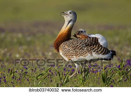 "Great Bustard (Otis tarda), displaying male, Extremadura, Spain, Europe" View Large Photo Image Stock Image - "Great Bustard (Otis tarda), displaying male, Extremadura, Spain, Europe". Fotosearch