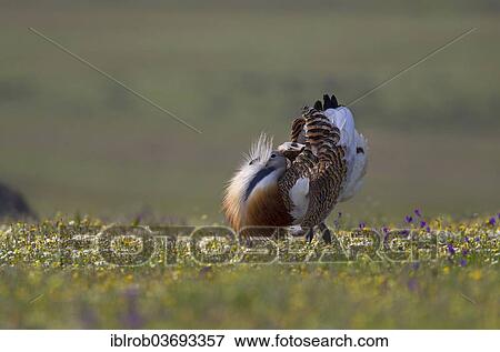 "Great Bustard (Otis tarda), displaying male, Extremadura, Spain, Europe" View Large Photo Image Stock Photo - "Great Bustard (Otis tarda), displaying male, Extremadura, Spain, Europe". Fotosearch