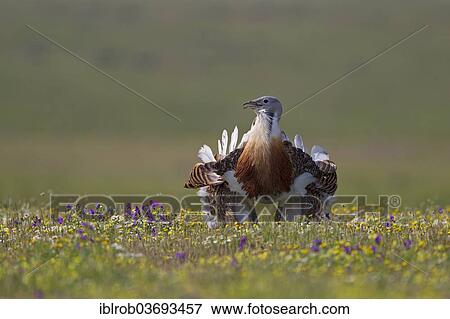 "Great Bustard (Otis tarda), displaying male, Extremadura, Spain, Europe" View Large Photo Image Stock Photo - "Great Bustard (Otis tarda), displaying male, Extremadura, Spain, Europe". Fotosearch