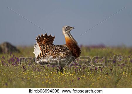 "Great Bustard (Otis tarda), displaying male, Extremadura, Spain, Europe" View Large Photo Image Stock Photo - "Great Bustard (Otis tarda), displaying male, Extremadura, Spain, Europe". Fotosearch