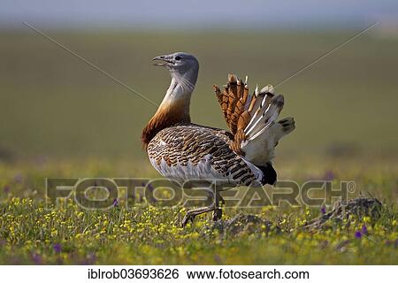 "Great Bustard (Otis tarda), displaying male, Extremadura, Spain, Europe" View Large Photo Image Stock Photograph - "Great Bustard (Otis tarda), displaying male, Extremadura, Spain, Europe". Fotosearch