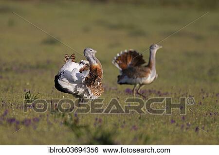 "Great Bustard (Otis tarda), displaying males, Extremadura, Spain, Europe" View Large Photo Image Stock Photograph - "Great Bustard (Otis tarda), displaying males, Extremadura, Spain, Europe". Fotosearch