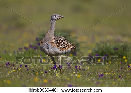 "Great Bustard (Otis tarda), female, Extremadura, Spain, Europe" View Large Photo Image Stock Image - "Great Bustard (Otis tarda), female, Extremadura, Spain, Europe". Fotosearch