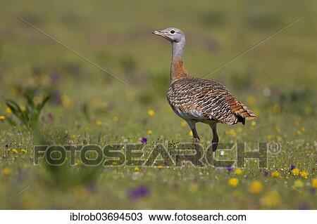 "Great Bustard (Otis tarda), female, Extremadura, Spain, Europe" View Large Photo Image Stock Image - "Great Bustard (Otis tarda), female, Extremadura, Spain, Europe". Fotosearch