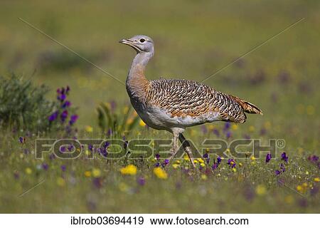 "Great Bustard (Otis tarda), female, Extremadura, Spain, Europe" View Large Photo Image Stock Photo - "Great Bustard (Otis tarda), female, Extremadura, Spain, Europe". Fotosearch