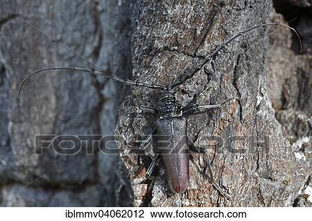 "Great Capricorn Beetle (Cerambyx cerdo) in the biotope, Middle Elbe Biosphere Reserve, Saxony-Anhalt, Germany, Europe" View Large Photo Image Stock Image - "Great Capricorn Beetle (Cerambyx cerdo) in the biotope, Middle Elbe Biosphere Reserve, Saxony-Anhalt, Germany, Europe". Fotosearch