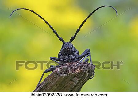 "Great Capricorn Beetle (Cerambyx cerdo), Mittelelbe, Saxony-Anhalt, Germany, Europe" View Large Photo Image Stock Photo - "Great Capricorn Beetle (Cerambyx cerdo), Mittelelbe, Saxony-Anhalt, Germany, Europe". Fotosearch
