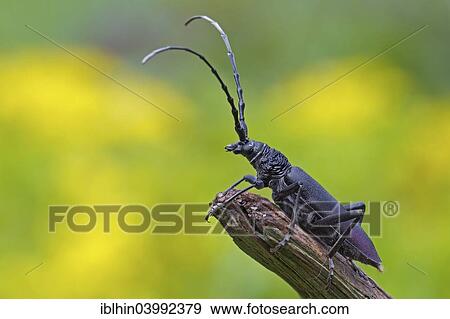 "Great Capricorn Beetle (Cerambyx cerdo), Mittelelbe, Saxony-Anhalt, Germany, Europe" View Large Photo Image Stock Photo - "Great Capricorn Beetle (Cerambyx cerdo), Mittelelbe, Saxony-Anhalt, Germany, Europe". Fotosearch
