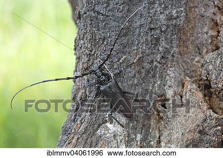 "Great Capricorn Beetle (Cerambyx cerdo) in the biotope, Middle Elbe Biosphere Reserve, Saxony-Anhalt, Germany, Europe" View Large Photo Image Stock Photograph - "Great Capricorn Beetle (Cerambyx cerdo) in the biotope, Middle Elbe Biosphere Reserve, Saxony-Anhalt, Germany, Europe". Fotosearch