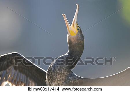 "Great Cormorant or Great Black Cormorant (Phalacrocorax carbo), during courtship, Stuttgart, Baden-Wurttemberg, Germany, Europe" View Large Photo Image Picture - "Great Cormorant or Great Black Cormorant (Phalacrocorax carbo), during courtship, Stuttgart, Baden-Wurttemberg, Germany, Europe". Fotosearch