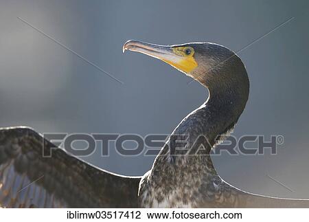 "Great Cormorant or Great Black Cormorant (Phalacrocorax carbo), Stuttgart, Baden-Wurttemberg, Germany, Europe" View Large Photo Image Stock Image - "Great Cormorant or Great Black Cormorant (Phalacrocorax carbo), Stuttgart, Baden-Wurttemberg, Germany, Europe". Fotosearch