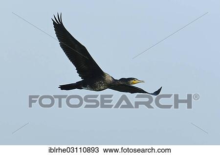 Stock Image - "Great Cormorant or Great Black Cormorant (Phalacrocorax carbo) in flight, Steinhuder Meer, Winzlar, Lower Saxony, Germany, Europe". Fotosearch