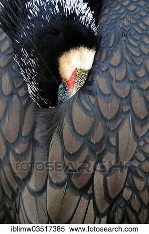 "Great Cormorant or Great Black Cormorant (Phalacrocorax carbo), Stuttgart, Baden-Wurttemberg, Germany, Europe" View Large Photo Image Stock Photography - "Great Cormorant or Great Black Cormorant (Phalacrocorax carbo), Stuttgart, Baden-Wurttemberg, Germany, Europe". Fotosearch